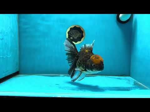 A Grade Tiger Queen Oranda Female 6-6.5 inches #011025OR_17