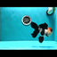 Oranda tricolor Batman de grado A, hembra, 5 pulgadas, n.° 0510OR_13