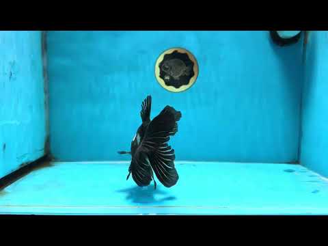 A Grade Tricolor Oranda Male 5 inches #100325OR_20