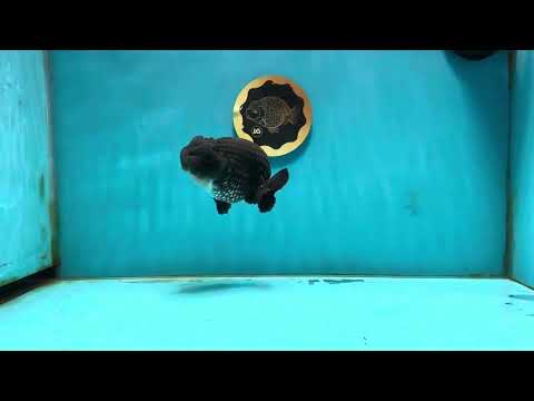 AAA Grade Black LionQueen 4 inches #121324LC_06