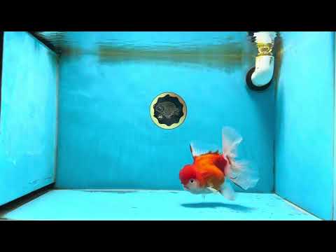 A Grade Sakura Oranda Female 5.5  inches #071125OR_09