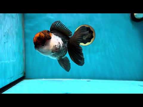 A Grade Fire Tricolor Oranda Female 5 inches #050225OR_02