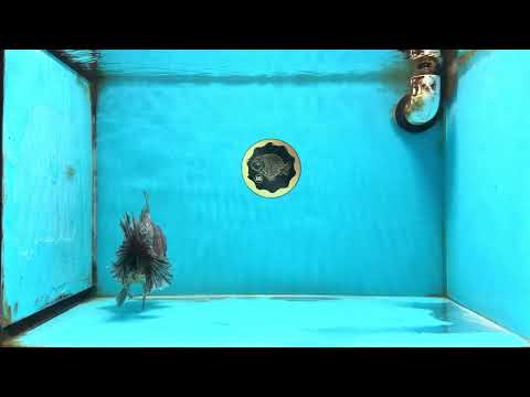 A Grade Kirin Oranda Male 5.5 inches #120525OR_02