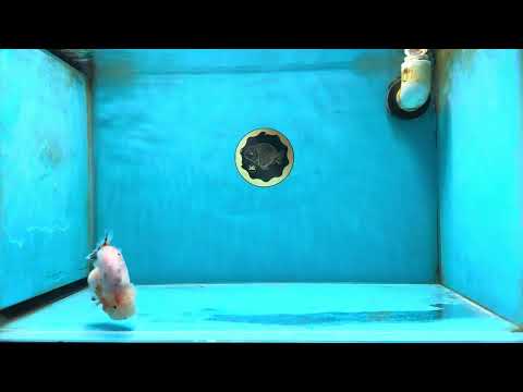 A Grade Calico LionQueen 3.5 inches #051625LC_04