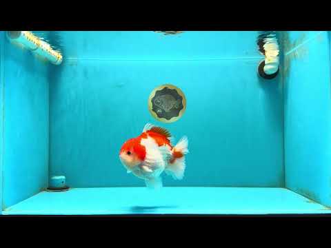 LITTLE BAO AAA Grade Red White Yuanbao Male 5.5 inches #032726YB_04