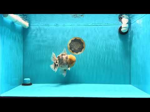 AAA Grade Godzilla White Tiger Oranda Male 6.5 inches #022726OR_10