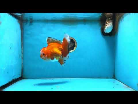 A Grade Red White Oranda Female 5.5-6 inches #091925OR_11