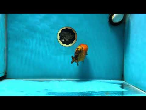 A Grade Super Cute Apache LionQueen 4 inches #050225LC_14