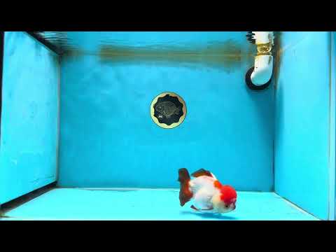 A Grade Pompom Tricolor Yuanbao Male 4 inches #071125YB_17