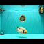 CHUBBY AAA Grade White Marble Blue Base Ranchu Male 5.5-6 inches #100226RC_28