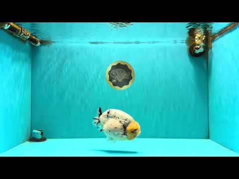 CHUBBY AAA Grade White Marble Blue Base Ranchu Male 5.5-6 inches #100226RC_28