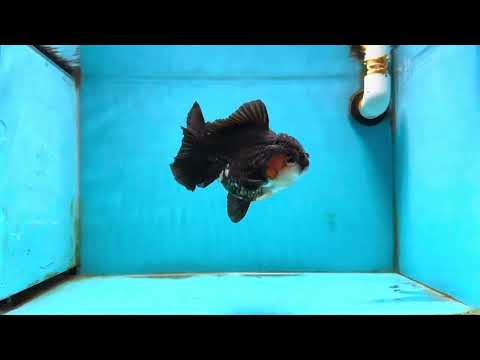 A Grade Tricolor Yuanbao Male 5 inches #122024YB_14