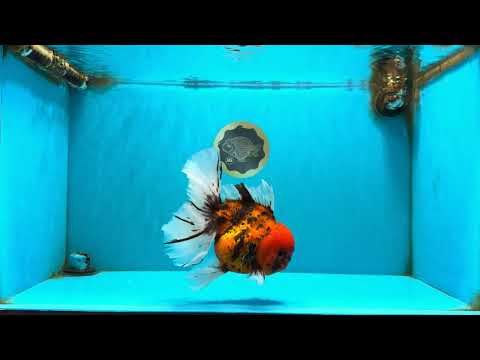 A Grade Tiger Oranda Male 7.5 inches #101626OR_19