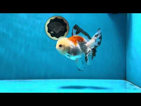 A Grade Tricolor Oranda Female 5 inches #022125OR_19