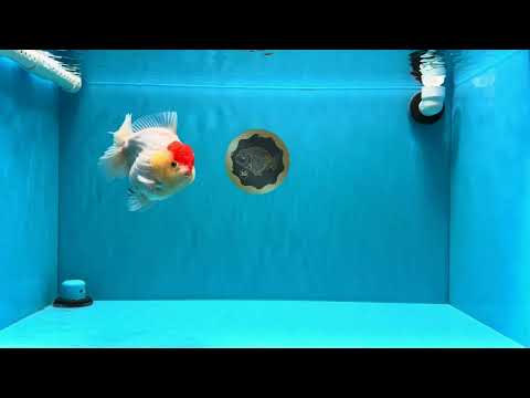 CHUBBY AAA Grade Tancho Red White Yuanbao Male 5-5.5 inches #031326YB_18