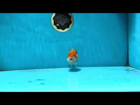 A Grade Calico LionQueen 4 inches #060625LC_05