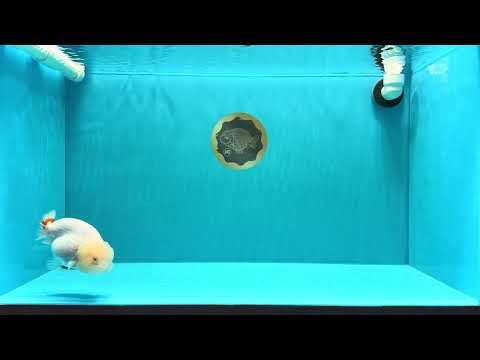 A Grade Dragon Head White LionQueen 4.5 inches #022726LC_24