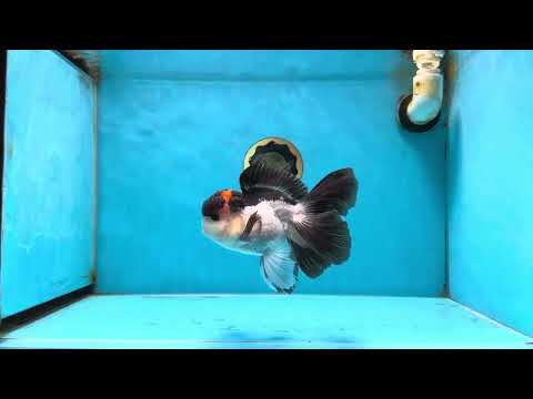 Tricolor Oranda Male 5-5.5 inches #053025OR_20