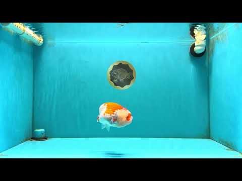 A Grade Red White LionQueen 4.5-5 inches #032726LC_21