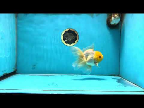 Lemonhead Oranda Male 5 inches #090525OR_17