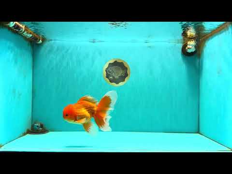 A Grade Red White Oranda Male 6 inches #082826OR_12