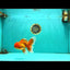 A Grade Red White Oranda Male 6 inches #082826OR_12