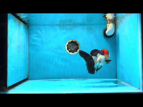 A Grade Tricolor Oranda Female 5.5-6 inches #041825OR_12