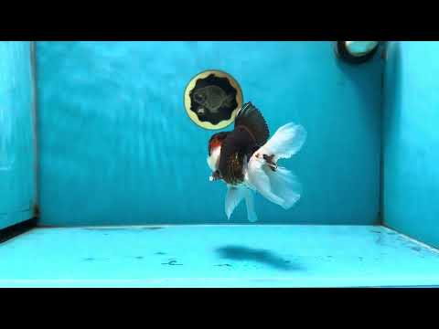 AAA Grade Tricolor  Button Eyes Oranda Male 4.5-5 inches #053025OR_21