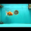 A Grade Jade Head Sakura Oranda Male 6-6.5 inches #082826OR_01