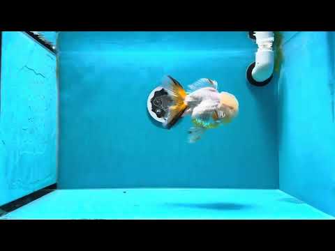 bird_fish Amazon.com : Perky-Pet YSSF00346-2 Straight-Sided Thistle