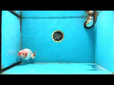 A Grade Red White LionKing 5-5.5 inches #112125LC_03