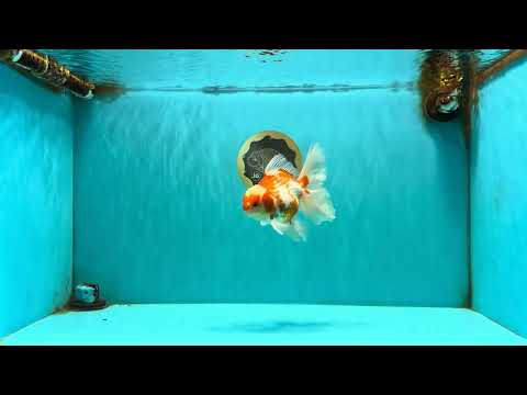 A Grade Kohaku Red White Oranda Male 5.5 inches #101626OR_12