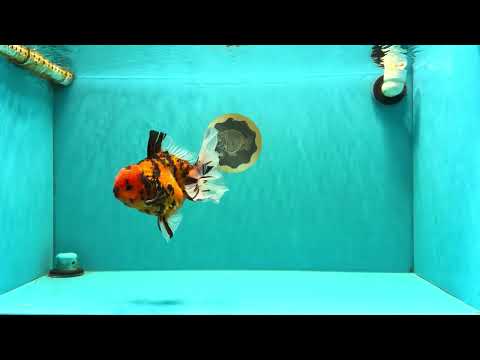 AAA Grade Beautiful Tiger Oranda Male 6-6.5 inches #061926OR_17