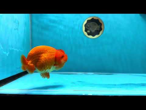 AAA Grade Red White LionQueen 4-4.5 inches #041125LC_13