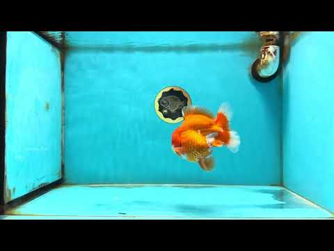 AAA Grade Red White Yuanbao Male 4.5 inches #121225YB_01