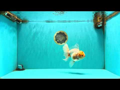 A Grade Polkadot Red White Oranda Male 6 inches #100926OR_23
