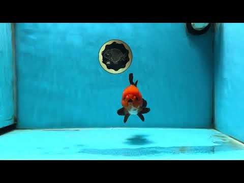 A Grade Pompom Apache Button Eyes Yuanbao Male 4 inches #050925YB_26