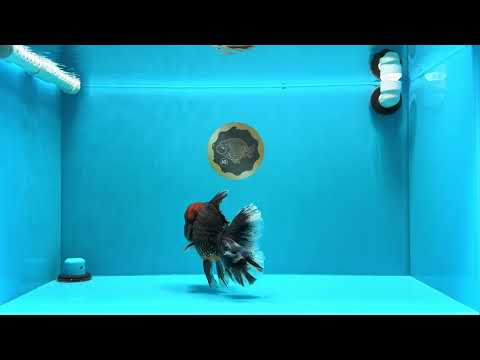 AAA Grade Godzilla Tiger Oranda Male 6.5 inches #022726OR_11