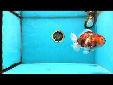 Marble Sakura Yuanbao Female 5.5 inches #111425YB_03