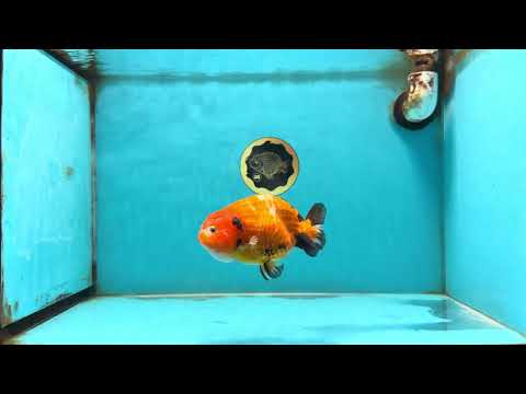 Sakura Chinese Ranchu Female 4.5-5 inches #120525RC_07