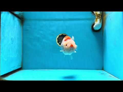 AAA Grade Super Red White LionKing 5.5 inches #080125LC_01