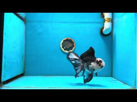 A Grade Panda Oranda Male 5.5-6 inches #121324OR_23