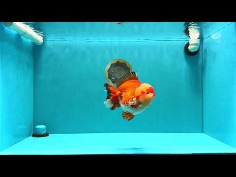 SUPER AAA Grade Godzilla Red White Yuanbao Male 5.5 inches #022026YB_03