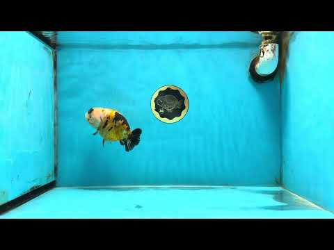 CHUBBY A Grade Chinese Tricolor Ranchu Male 4.5 inches #102425RC_02