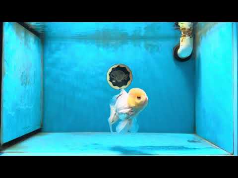 A Grade White Buttoned Eyes Oranda Male 4.5-5 inches #042525OR_09