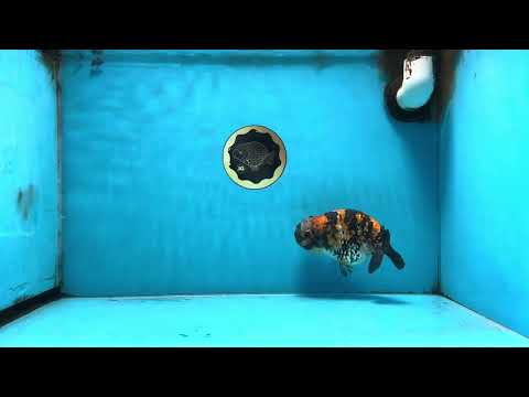 A Grade Tricolor Tiger LionQueen 5 inches #091225LC_07