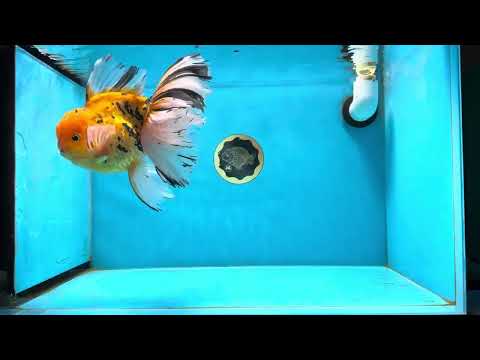 AAA Grade &quot;Ryuu&quot; Tiger Butterfly Tail Oranda Male 7.5 inches #022125OR_01