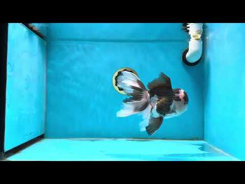 A Grade Fluffy Tail Panda Oranda Male 5.5 inches #013125OR_27