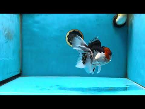 A Grade Tricolor Oranda Male 5.5 inches #051625OR_30