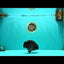 CHUBBY AAA Grade Black Blue Ranchu Female 5.5 inches #100926RC_31